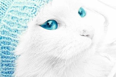 Cute Cat Kitty Adorable Blue Lovable Nice Eye Animals Kitten By ...
