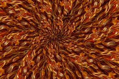 Bacon [Archive]   TheologyWeb Campus