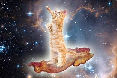BaconSpaceKitty.jpg