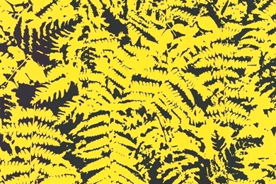 Paper Wallpapers / Traditional / Floral   FERN C.1960 SERIES   The ...