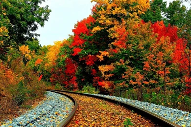 Flowers Wallpapers Natural Sceneries.   Flower Wallpapers