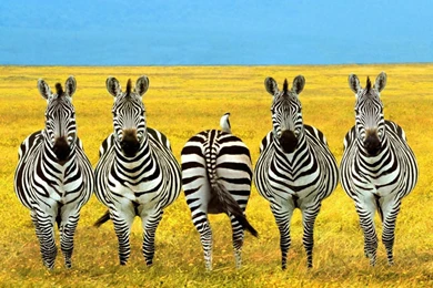 Wallpapers Zebra Dare To Be Different Papeis Immagini Per Mondo ...
