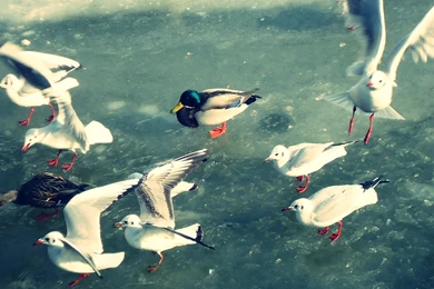 Dare To Be Different Wallpapers