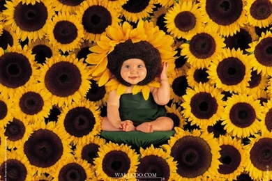 Anne Geddes Wallpapers