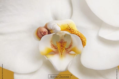 Anne Geddes Baby Wallpapers