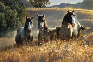 Horses Animal Cavalo Horse Stallion Amazing Grays Horses Wallpapers ...