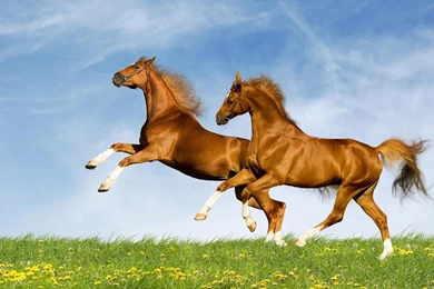 Horse Wallpapers   Android Apps On Google Play