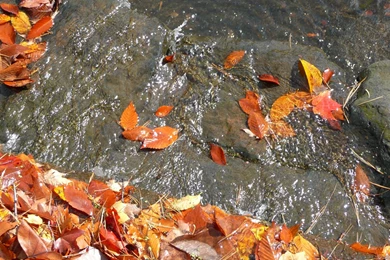 Waterfall, Leaves, Widescreen, Background, Autumn, Wallpapers ...