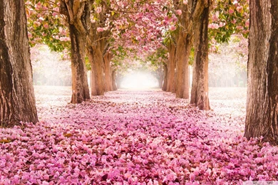 Hd Romantic Wallpapers