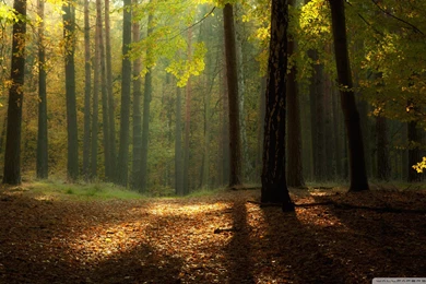 Serene Autumn Landscape Wallpapers MixHD Wallpapers