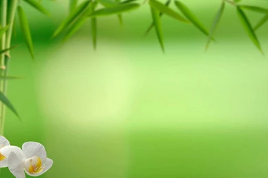 Vancouver Registered Massage Therapist Services