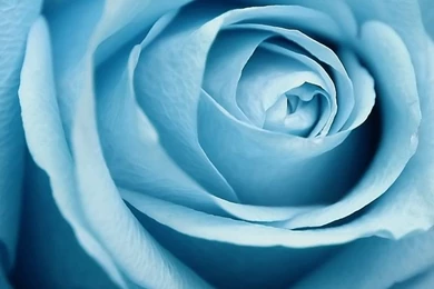 Serene Flower iPhone 6 Plus Wallpapers 33190   Flowers iPhone 6 ...