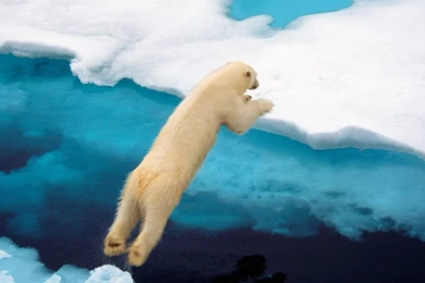Polar Bear National Geographic 1280x1024 Wallpapers Download ...