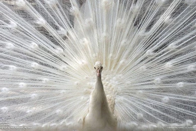 National Geographic: Sarasota Peacock Wallpapers － Animal ...