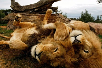 Animals Of The World`s Geographic HD Wallpapers 13 － Animal ...