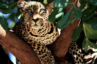 Leopard In Tree Picture, Kenya Wallpapers    National Geographic ...