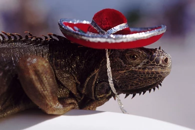 Mexican Lizard Wallpapers » WallDevil   Best Free HD Desktop And ...