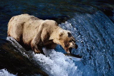 GONE FISHING WALLPAPER   (