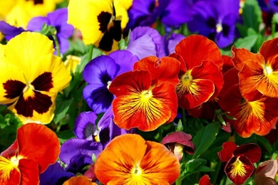 Spring Pansies Bloom On A Glade Wallpapers And Images Wallpapers ...