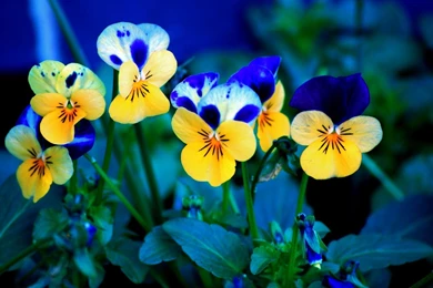 Pansy Wallpapers Wallpapers Cave