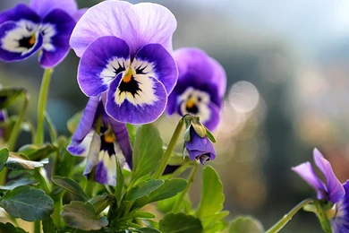 Pretty Pansies Wallpapers
