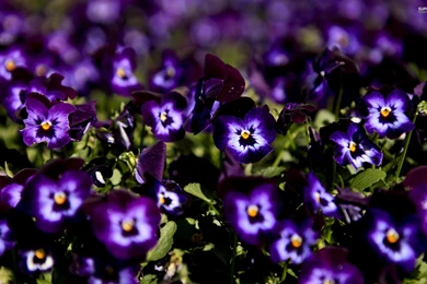 Pansies Wallpapers
