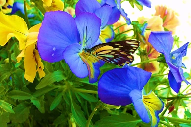 Pretty Pansies Wallpapers
