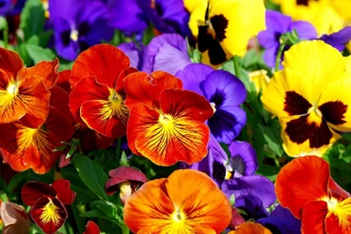 Pansies wallpaper 38.jpg