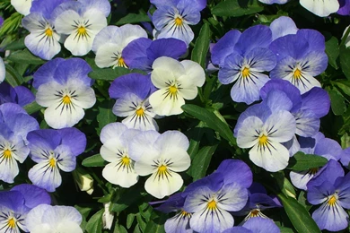 MLeWallpapers.com   Purple Pansies
