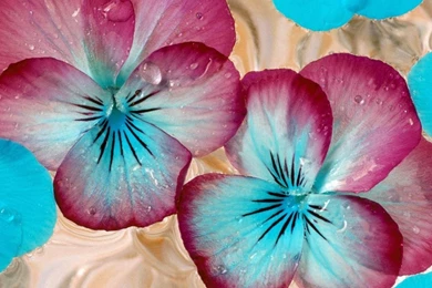 Wallpapers Pansies Flowers Image