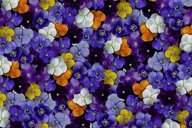 Pansy Flowers Wallpapers HD Pictures