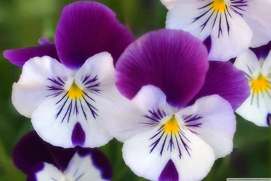 Pansies Wallpapers