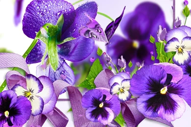 Pretty Pansies   (