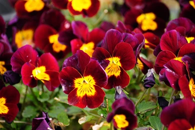 Download Wallpapers 2560x1600 Pansies, Flowers, Bright, Colorful ...