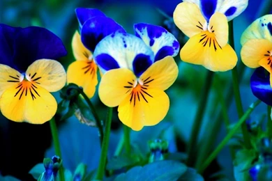 Pansies iPad Wallpapers