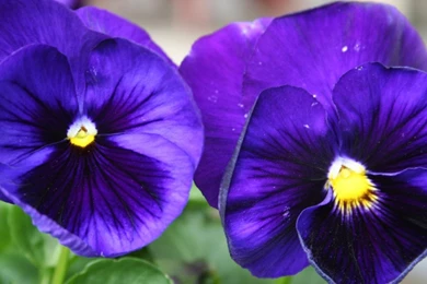 Couple More Pansies Hd Wallpapers   (