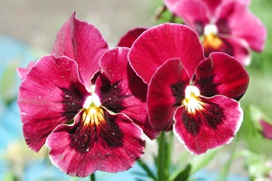 Wallpapers Pansies Flowers Image