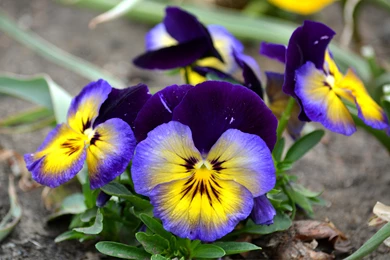 PURPLE PANSIES WALLPAPER   (