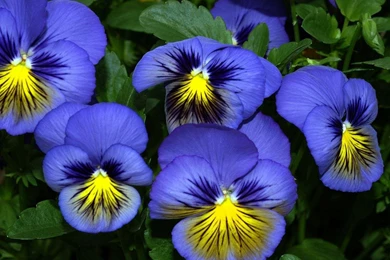 Wallpapers Pansies Flowers Image