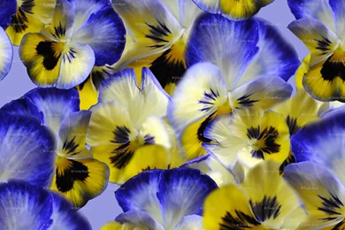 Pansy Fabric, Wallpapers & Gift Wrap   Spoonflower