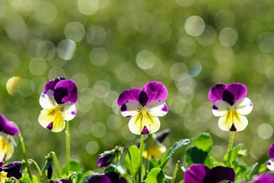 BEAUTIFUL PANSIES WALLPAPER   (