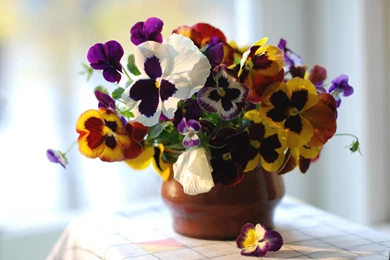 Nice And Fresh Pansies Bouquet   (