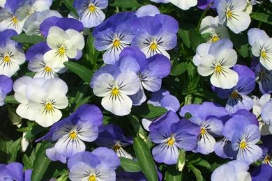 MLeWallpapers.com   Purple Pansies