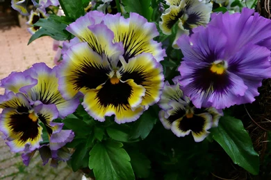 Wallpapers Pansies Flowers Image