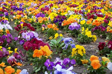 Wallpapers Pansies Flowers Image