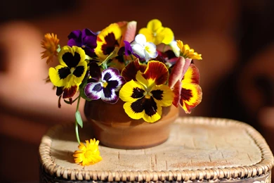 Download Wallpapers Pansies, Flowers, Vase, Stand HD Backgrounds