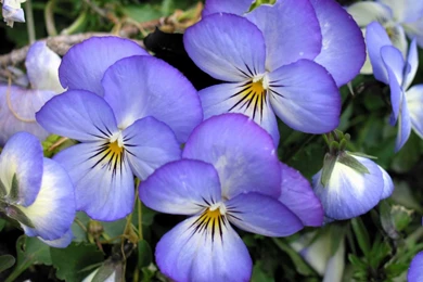 Spring Pansies In The Garden Wallpapers And Images   Wallpapers ...