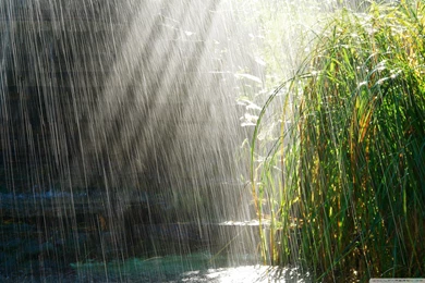 Download Summer Rain Wallpapers   Wallpapers Widest