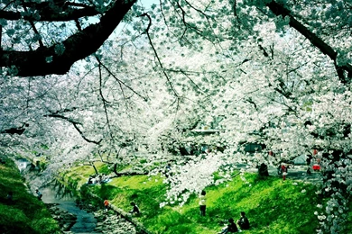 Wallpapers Summer Rain 1920x1080