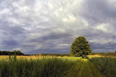 6694 Summer Rain 1920x1080 Nature Wallpapers